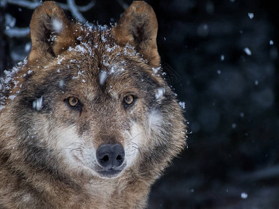 伊比利亚狼在雪地中冬季森林图片