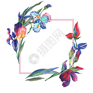 水彩风格的野花鸢尾花框架图片