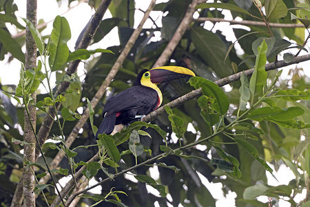哥斯达黎加Sarapqui附近森林中的栗子曼图片