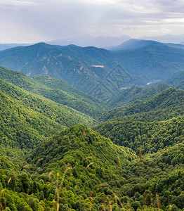 Adygea俄罗斯高加索山脉脚下的山地森林景观图片