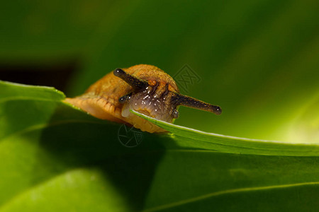 小花园蛞蝓吃绿叶的宏图片