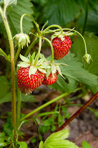 成熟的浆果和叶子草莓有机农场种植的新鲜草莓草莓种植园的草莓图片