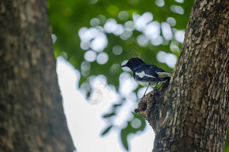 黑鸟栖息在森林的树枝上图片