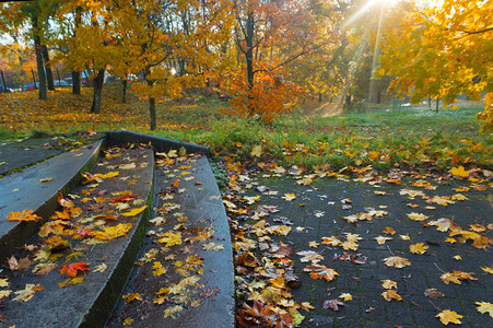秋天的森林的秋天黄叶图片