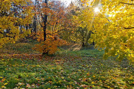 秋天的森林金色的秋天黄叶图片