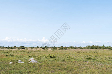大平原草在瑞典群岛奥兰岛图片