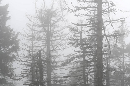 死树在雾中吃东西休眠图片