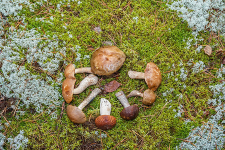 苔藓上的蘑菇成分图片