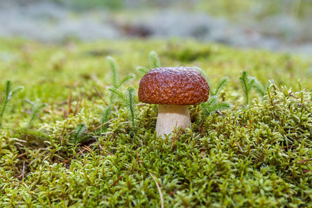白蘑菇在来自苔的bu背景图片