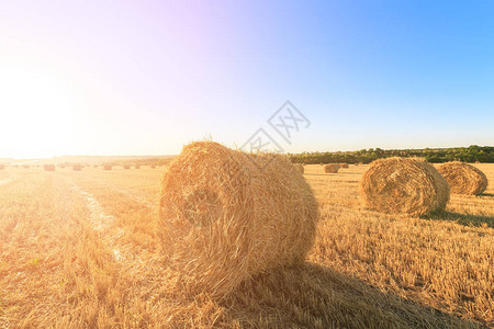 收割小麦后农业田地干草卷在图片