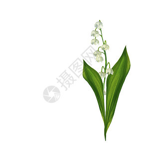 白色背景上的铃兰花背景图片