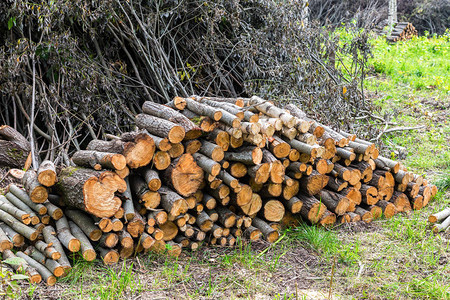库存的木材堆夏季在森林砍伐树图片