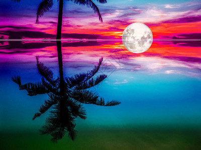 剪影椰子和满月在水面上的反射图片