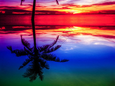 剪影椰子和日落在水面上的反射图片