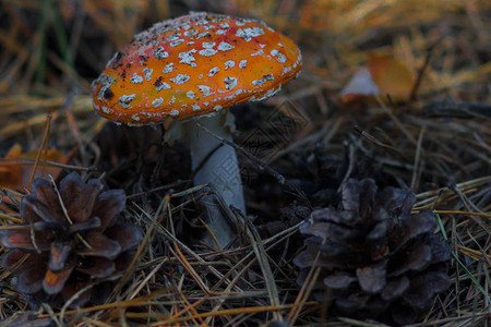 在秋天的森林里在秋光中飞鹅膏菌图片