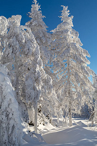 乌拉尔山脉冬季积雪覆盖的树木图片