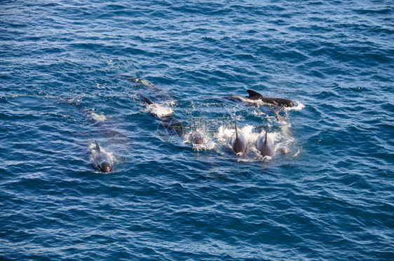 在乌斯怀亚岛和福克兰群岛之间与长鳍领航鲸碰头20图片