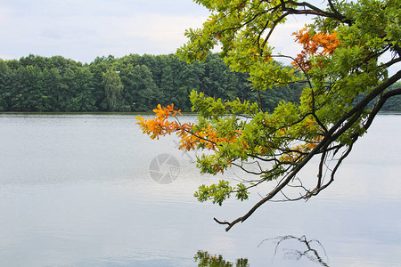 树干细节与棕色秋叶和池塘捷克风景图片