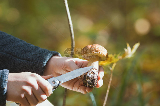 手拿着布利特斯蘑菇和刀子图片