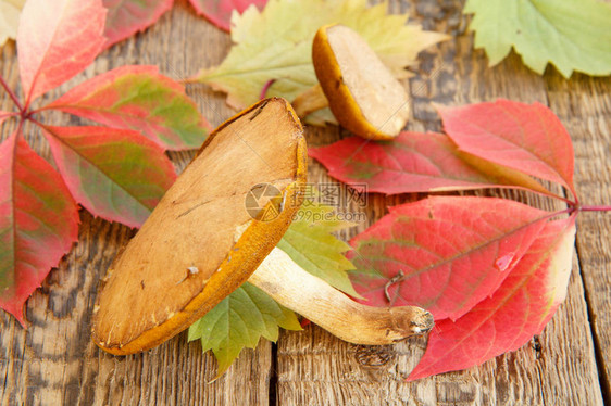 秋天的静物木板上有蘑菇绿叶和红叶图片
