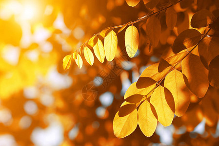 阿卡西亚或黑蝗灾的多彩秋叶在自然模图片