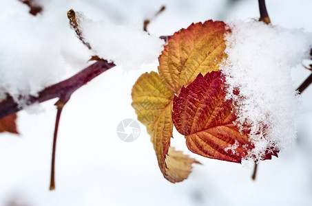 灌木的枝桠上覆盖着白色蓬松的雪花图片