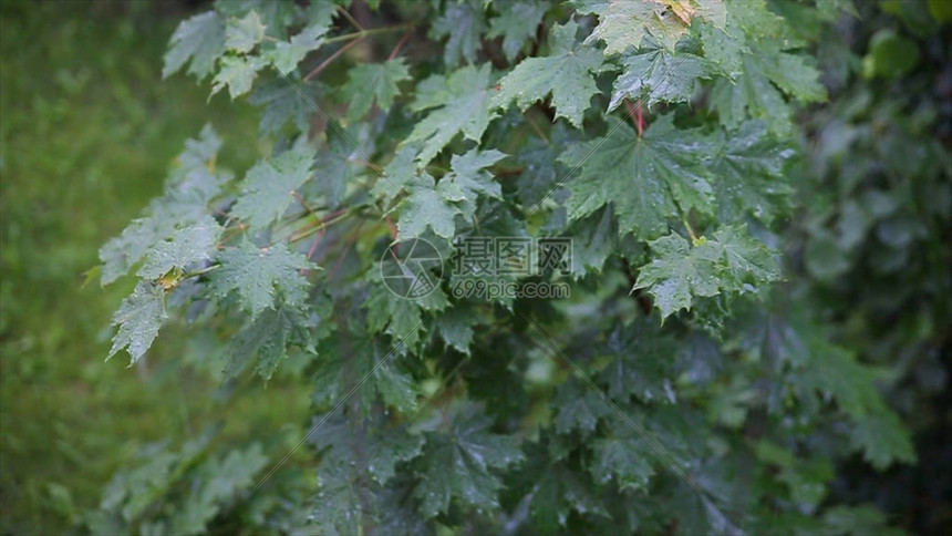 雨在森林里院子里的树站在雨中雨中的叶子关闭新鲜的绿叶上的水滴树枝上的雨图片