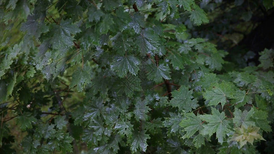 雨在森林里院子里的树站在雨中雨中的叶子关闭新鲜的绿叶上的水滴树枝上的雨图片