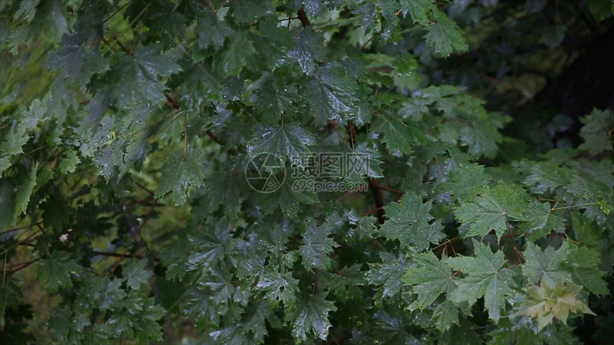 雨在森林里院子里的树站在雨中雨中的叶子关闭新鲜的绿叶上的水滴树枝上的雨图片