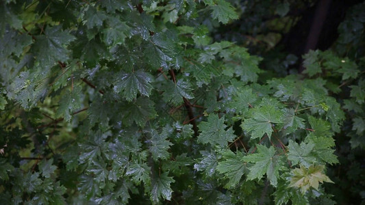雨在森林里院子里的树站在雨中雨中的叶子关闭新鲜的绿叶上的水滴树枝上的雨图片