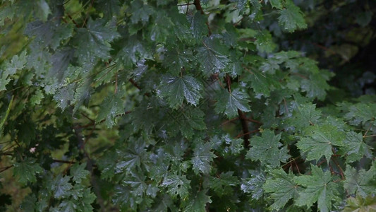 雨在森林里院子里的树站在雨中雨中的叶子关闭新鲜的绿叶上的水滴树枝上的雨背景图片