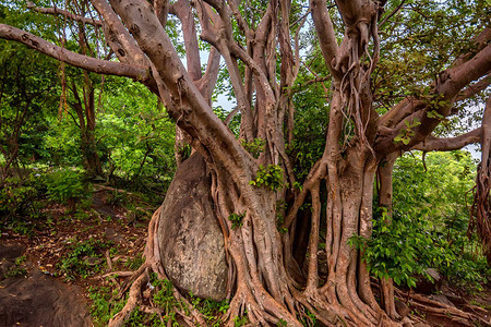 热带雨林中榕树或榕树的大根和树干背景图片