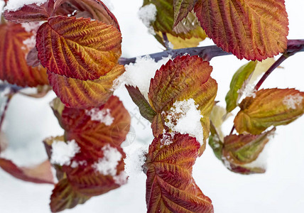 灌木的枝桠上覆盖着白色蓬松的雪花图片