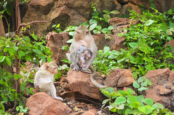 猴子家族野生动物树叶图片