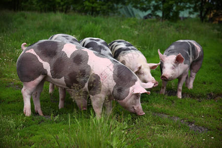 生态动物养殖场农村地区的猪的牧群图片