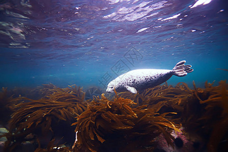 蓝海水中的海豹动物惊人图片