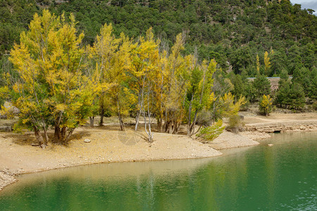 河岸附近黄色杨树的远景图片
