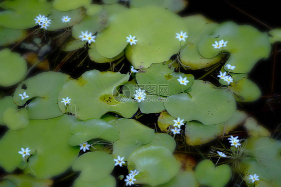白色的野花沿着百合湖生长汛期与百合一起图片