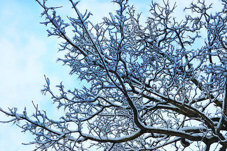 冬天雪树枝树覆盖图片
