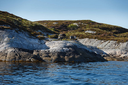 站在挪威码头上岩石岛屿上的公图片