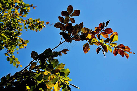 树叶和天空的秋幕背景蓝色天空和黄色图片