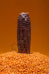 小扁豆果实中的玉米特写图片