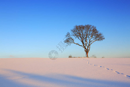 冬季雪圣诞节风景白日落在图片