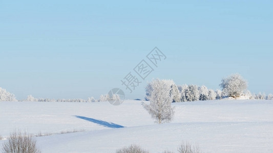 在一片被森林包围的雪地图片