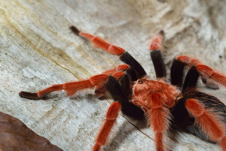 天然森林环境中的野生鸟类成鸟植物蜘蛛Brachypelmab图片