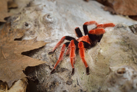 天然森林环境中的野生鸟类成鸟植物蜘蛛Brachypelmab图片