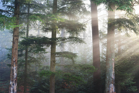迷雾的松树林有可见的阳光在雾中穿过法图片
