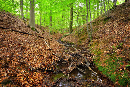比利时山上的森林泉水图片