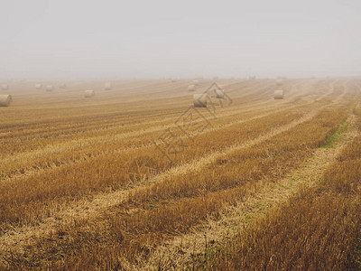 雾蒙的早晨新鲜成捆的干草田图片