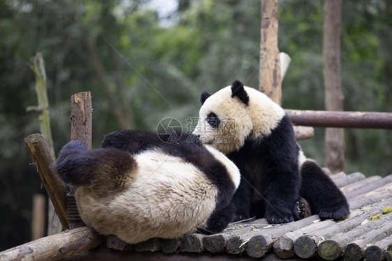 在Chengdu野生动物图片